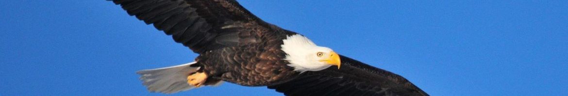 bald-eagle